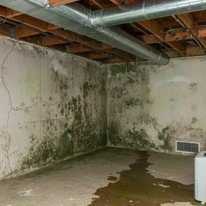 Professional Mold Removal in Columbia, LA